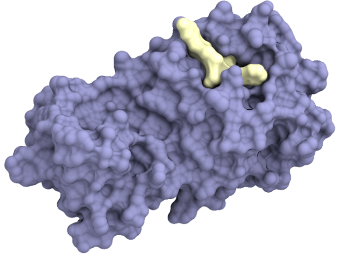 Example of a pharmaceutical agent (in yellow) binding to the main protease of SARS-CoV-2 (in purple) to inhibit viral replication